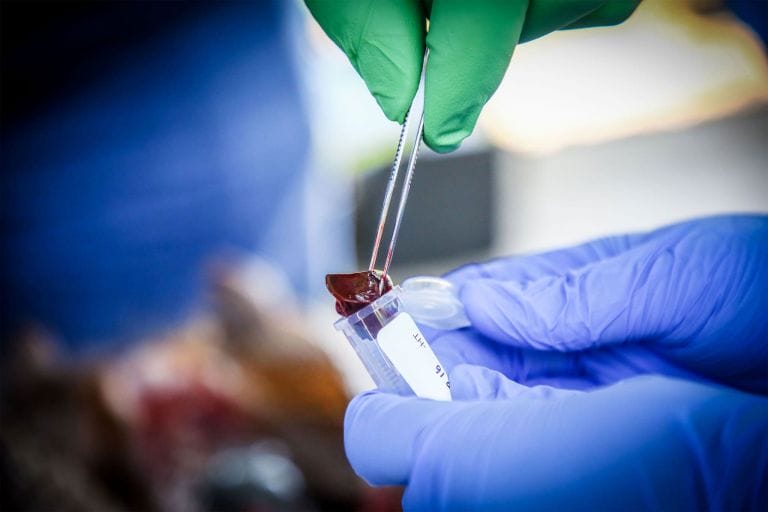 Campos krauer collects a sample of liver tissue with amira richardson, a necropsy technician at the universityโs department of large animal clinical sciences in gainesville. They are studying roadkill to see if the animals contain the bacteria that cause leprosy in humans.