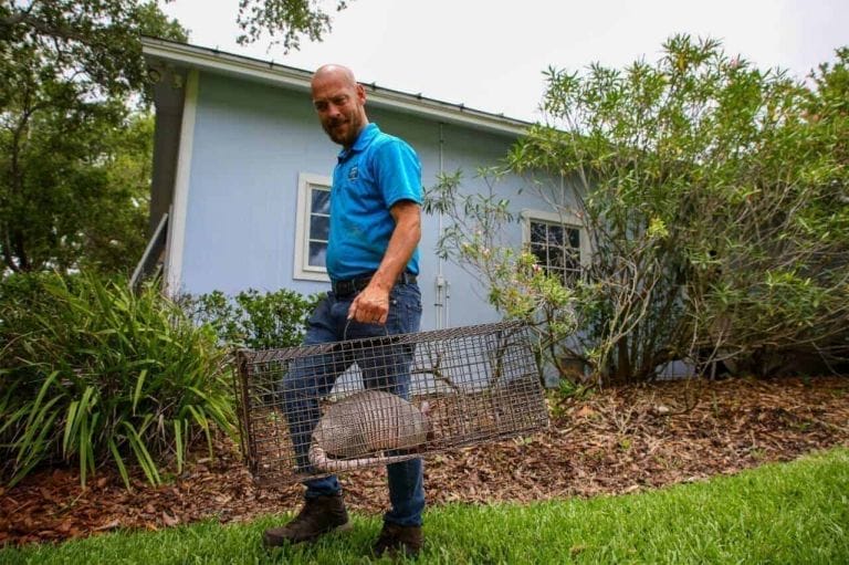 Wildlife trapper chris walsh, with pro wildlife removal in trinity, florida, removes an armadillo he trapped at a home in largo.